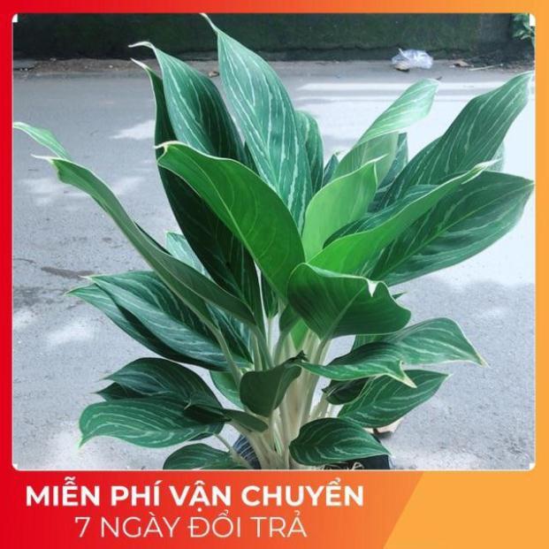 Cây Bạch Mã Hoàng Tử