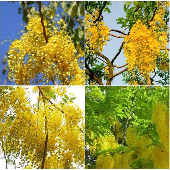 Hạt giống hoa Muồng Hoàng Yến 20 hạt/gói