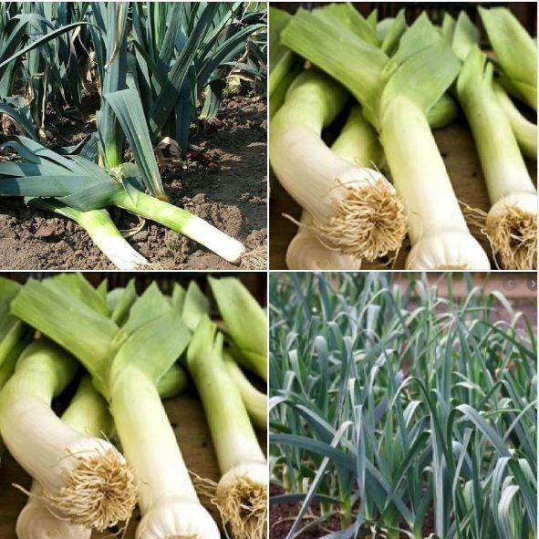 COMBO 7 loại hạt giống rau dễ trồng 4 mùa dễ trồng