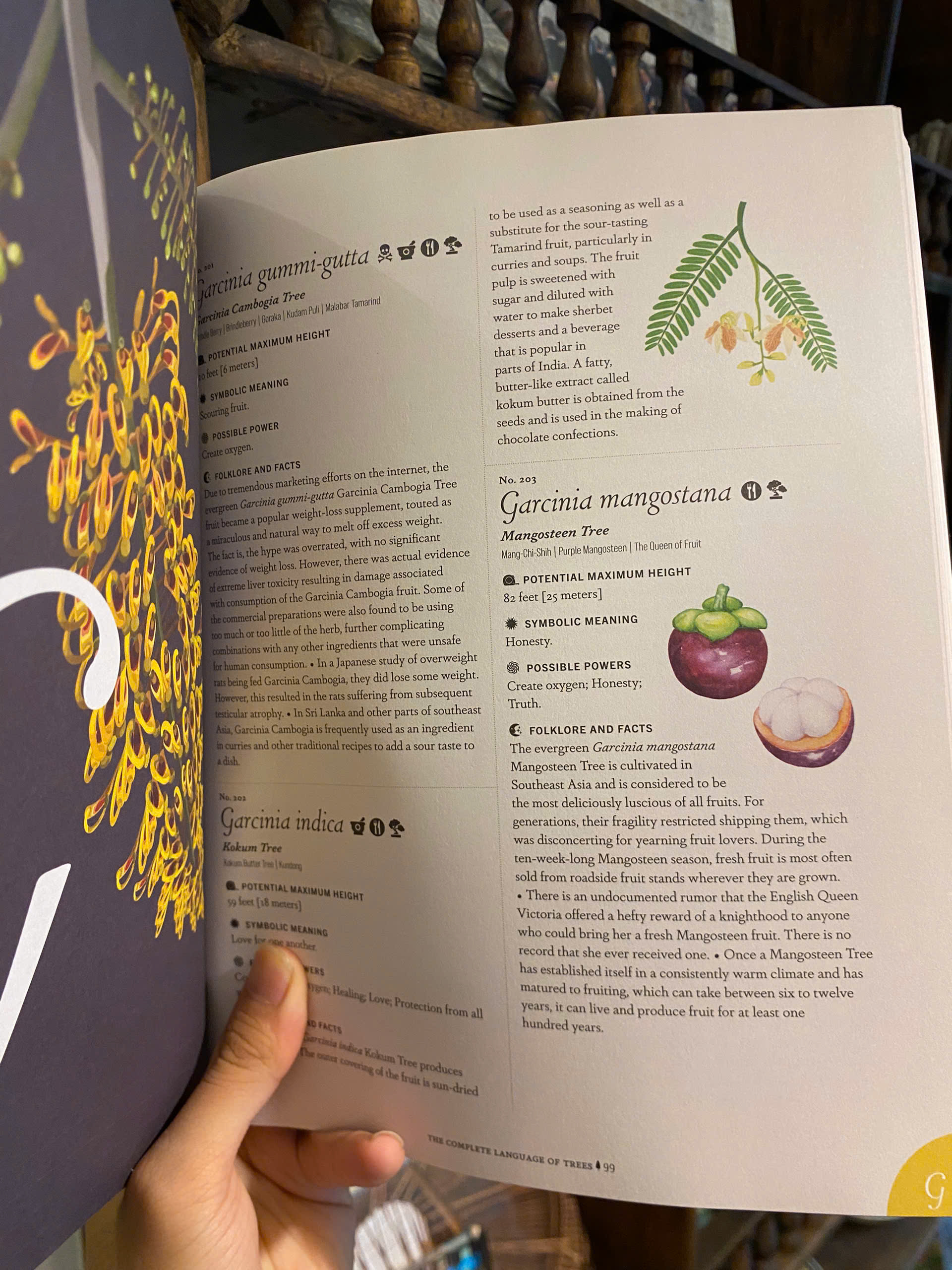 Sách - The Complete Language of Trees: A Definitive and Illustrated History by S. Theresa Dietz