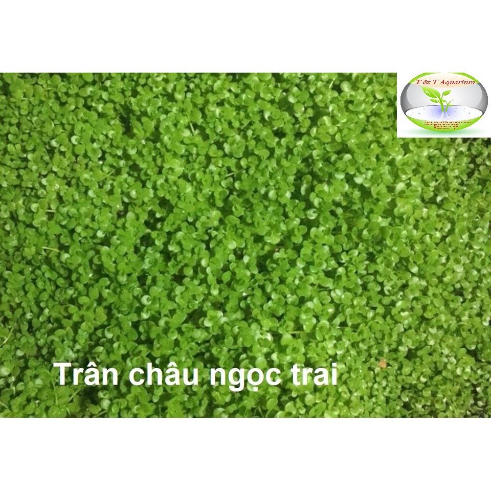 Cây Trân Châu Ngọc Trai - Cây trãi nền thủy sinh