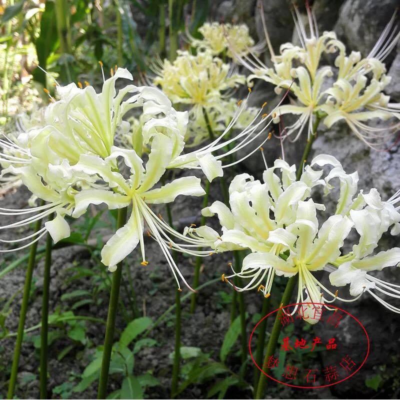 Củ giống hoa bỉ ngạn hoa màu trắng