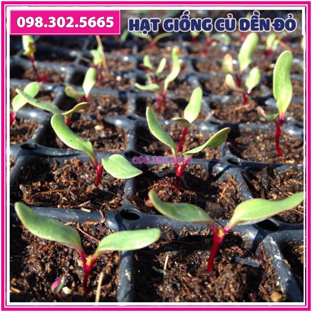 Hạt giống củ dền đỏ F1 gói 5gam