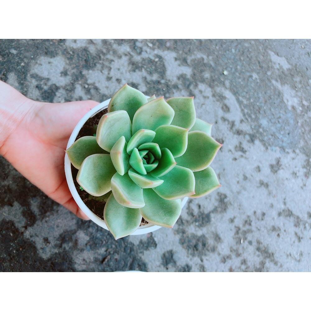 Sen Đá Hồng Cánh Cứng