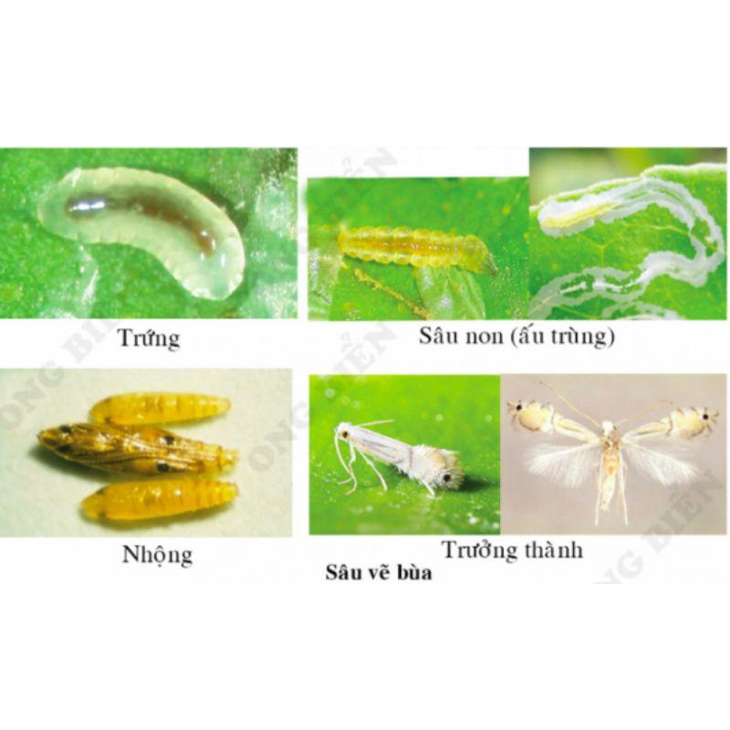 Chế phẩm diệt côn trùng, phấn trắng, bọ trĩ, chích hút cam bưởi, cà chua
