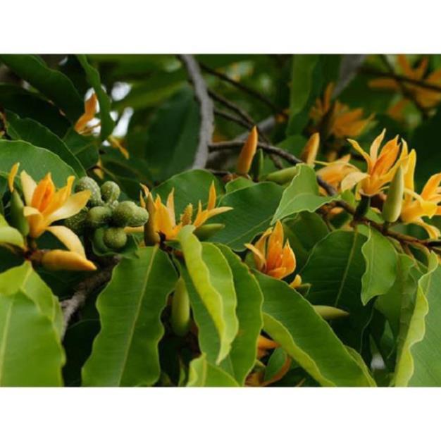 COMBO 5 BẦU CÂY GIỐNG CÂY NGỌC LAN HOA VÀNG
