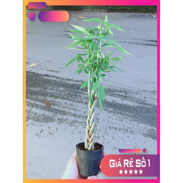 Kim Ngân Thắt Bính