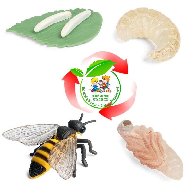 Mô hình vòng đời của Ong - Bee life Cycle