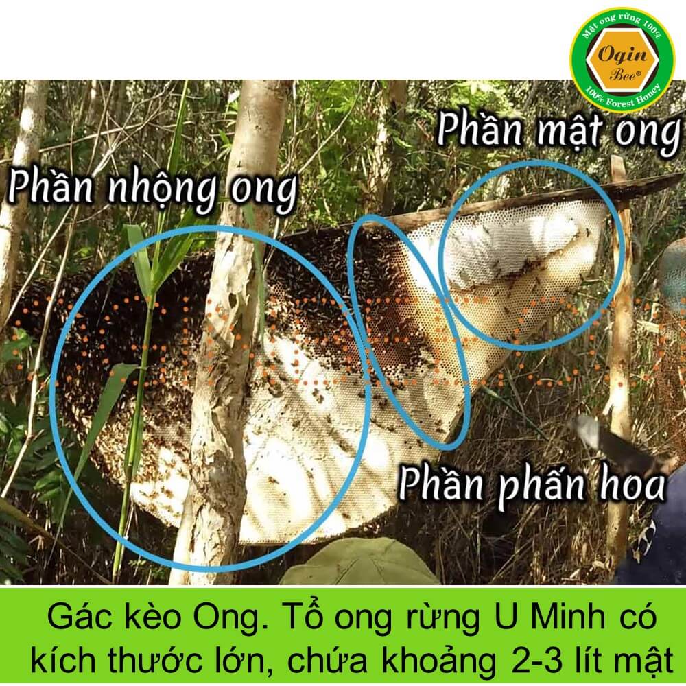 Mật ong rừng U Minh, Khai thác CHUẨN THIÊN NHIÊN 100%, OGINBEE