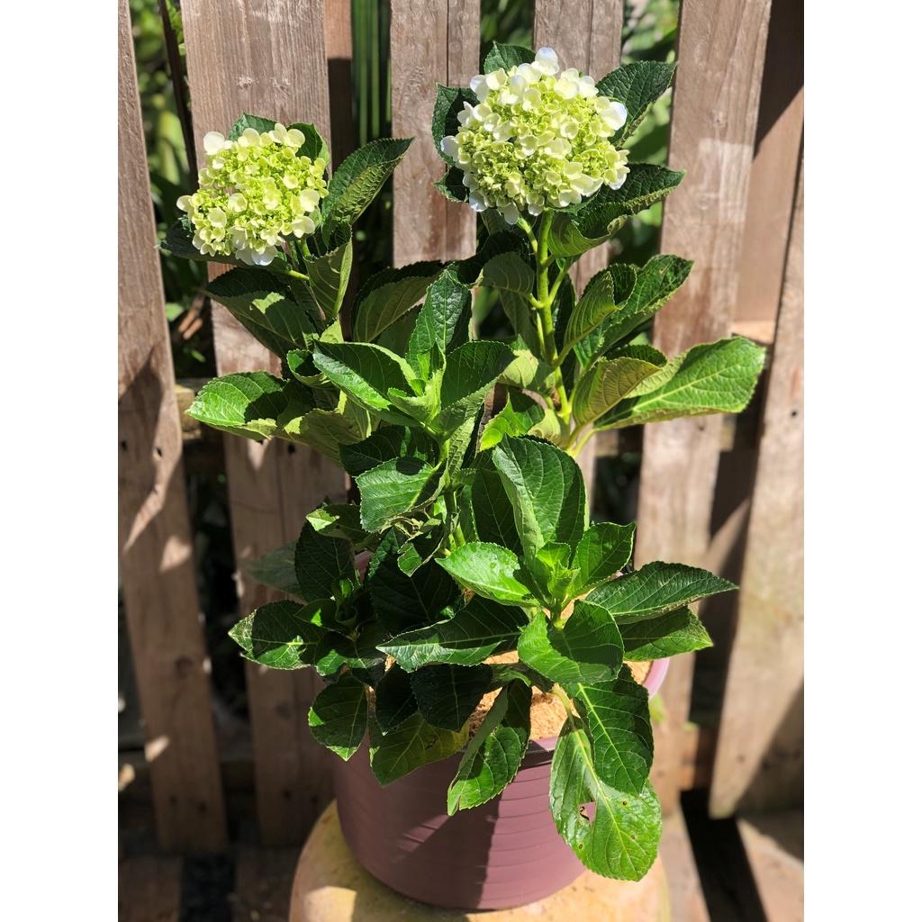 Chậu cây Cẩm Tú Cầu