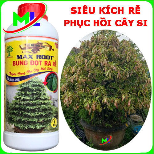 Max root Siêu kích rễ Bung đọt mai vàng chai 1 lít