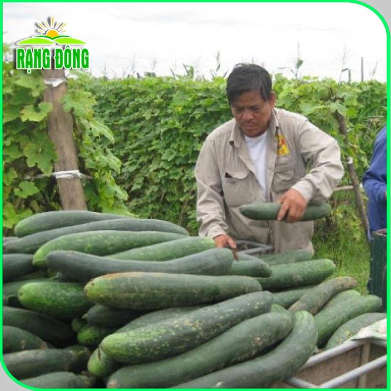 Hạt giống Bí Đao Xanh Trái Dài Lai F1 Java (0,2g~10 hạt) sinh trưởng khỏe, trồng quanh năm - Hạt giống Rạng Đông