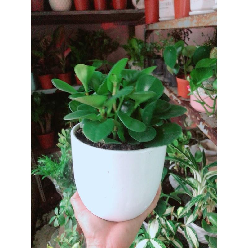 Chậu Cây Trường Sinh