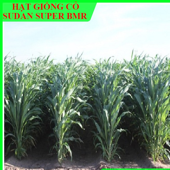 Hạt giống cỏ Sudan Super BMR - Cỏ Cao Lương - Hạt Giống Cỏ Chăn Nuôi