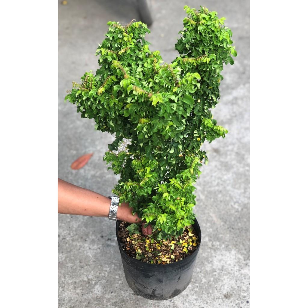 Cây khế Nhật cao 70 - 90 cm