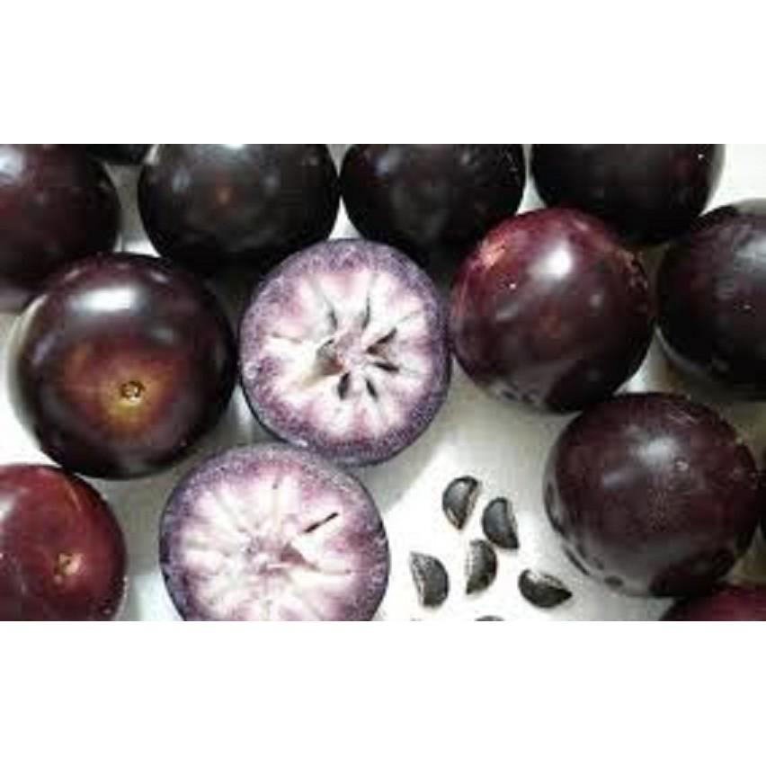 CÂY GIỐNG VÚ SỮA TÍM NGỌT