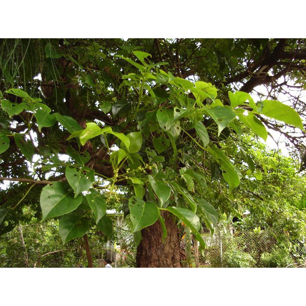 Giống cây nhội