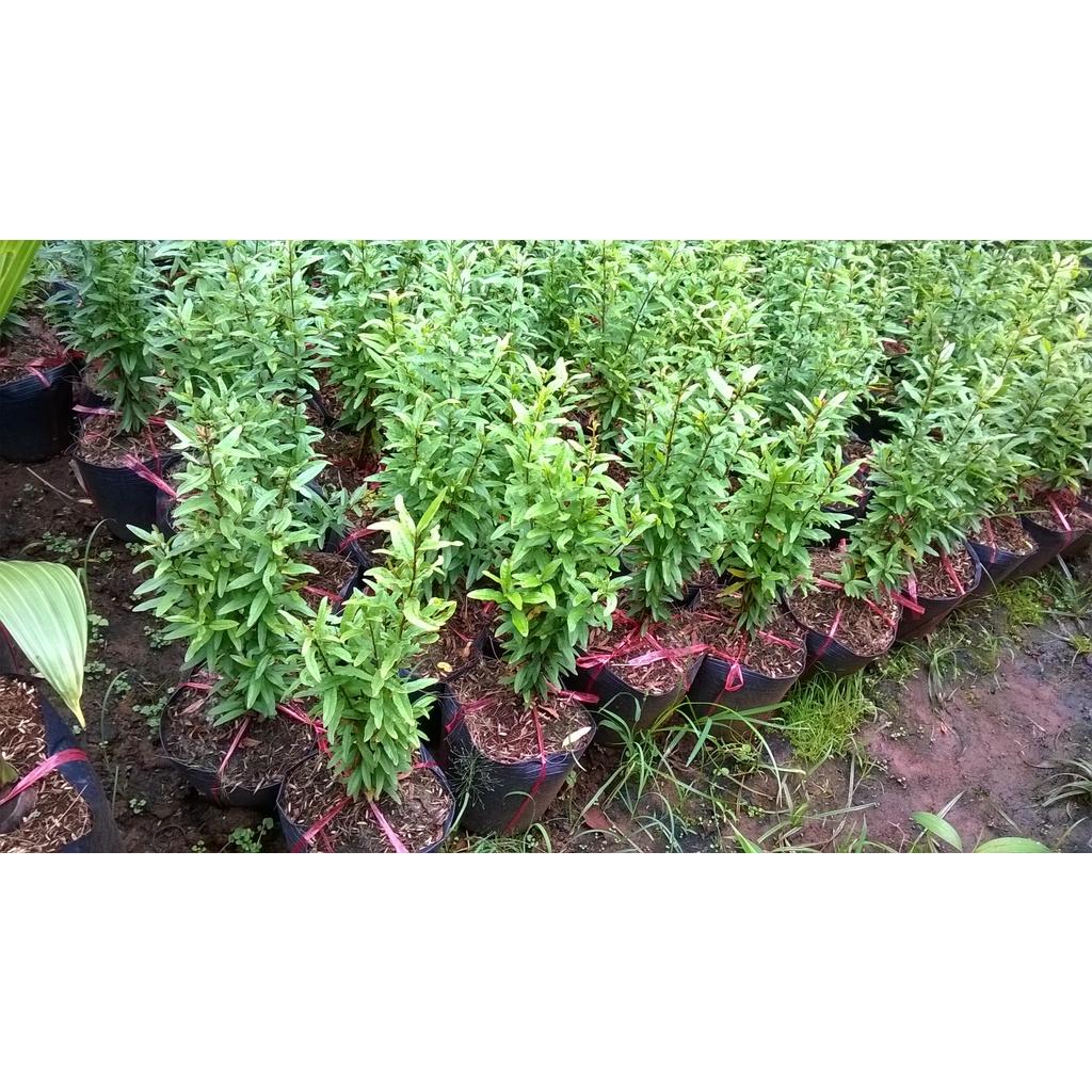 CÂY GIỐNG LỰU BẠCH MINI .