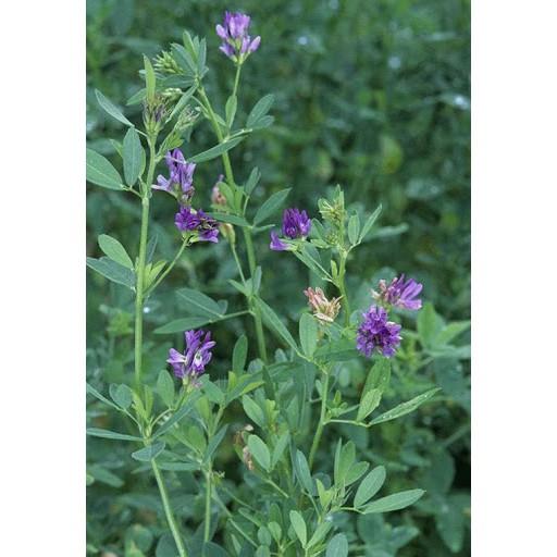 Hạt Giống Cỏ Linh Lăng ALFALFA - gói 100g - Hạt cỏ siêu dinh dưỡng cho chăn nuôi dành cho dê, cừu, thỏ...