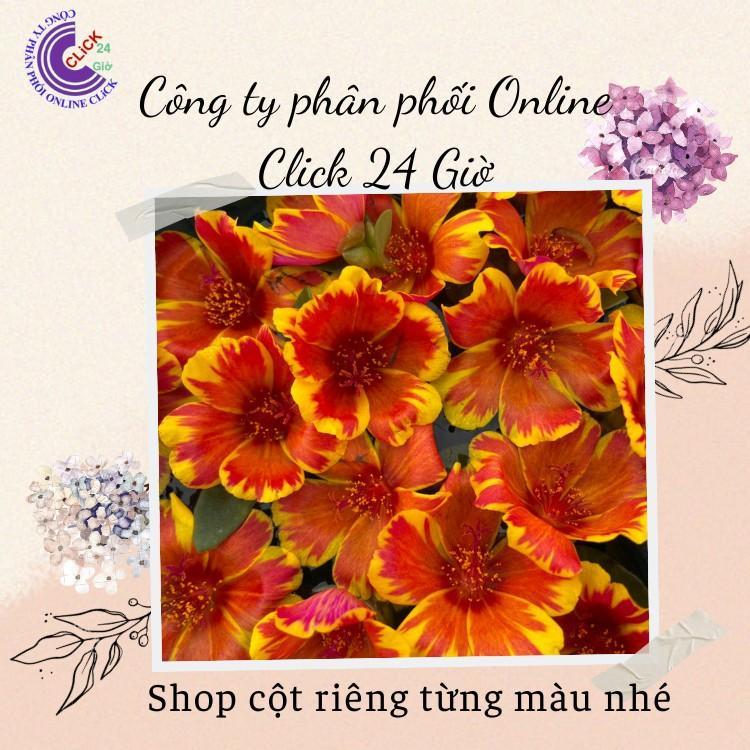 200g Cành Giống Hoa Sam Chuẩn SAM THÁI Nhập Khẩu Hoa To Màu Số 2 Hoa Siêu Đẹp Hoa Mười Giờ Bonsai & Phụ Kiện