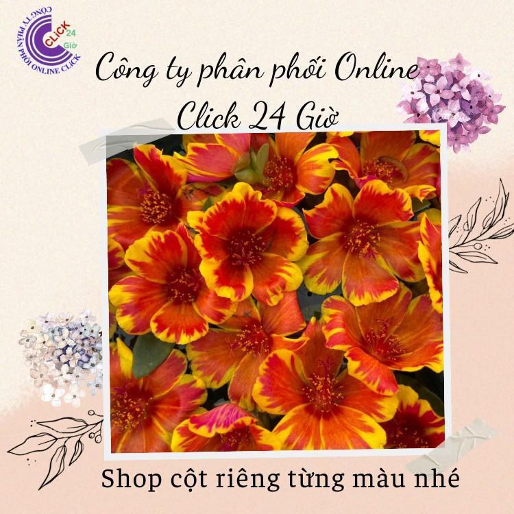 200g Cành Giống Hoa Sam Chuẩn SAM THÁI Nhập Khẩu Hoa To Màu Số 2 Hoa Siêu Đẹp Hoa Mười Giờ Bonsai &amp; Phụ Kiện