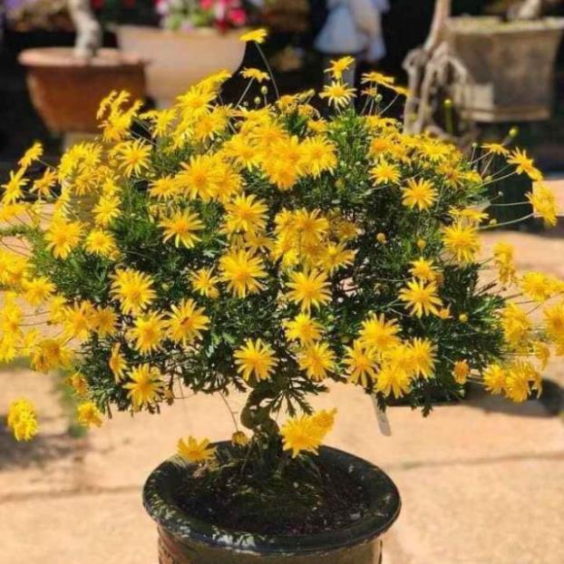 Cúc Thân Gỗ cam kết chất lượng