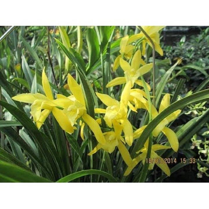 Đia lan hương cát cát cực thơm, hàng hoa tết, gửi nguyên chậu đi, hàng to đẹp