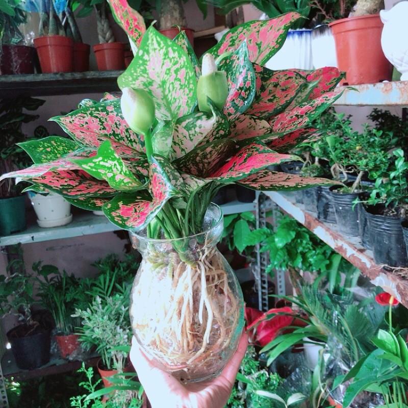 Chậu Cây Vạn Lộc Thuỷ Sinh