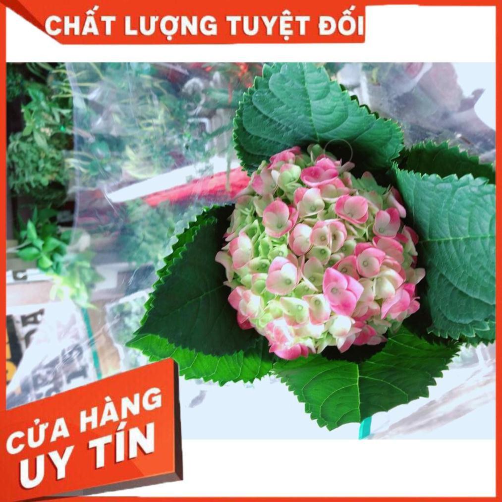 Tú cầu kèm chậu sứ trắng Nhiều Người Mua