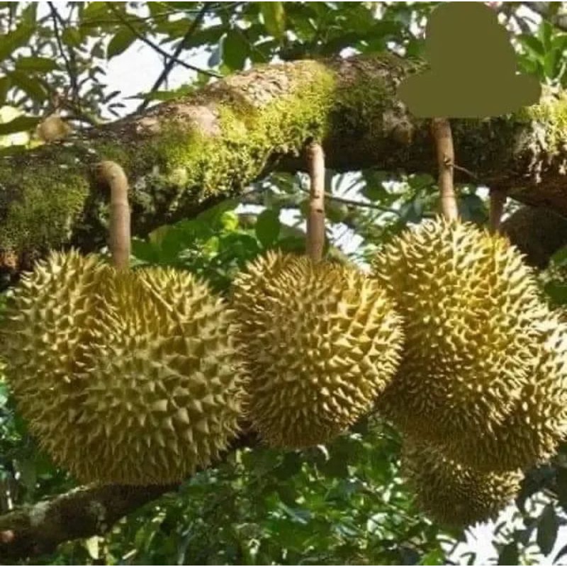 Cây Giống Sầu Riêng Thái Múi Dày Siêu Trái Siêu Sớm