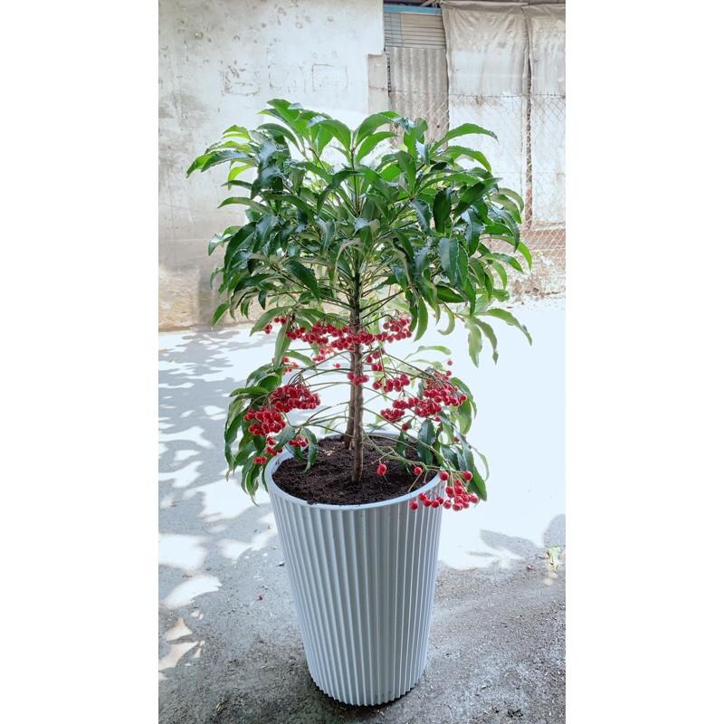 Chậu Cây Kim Ngân Lượng