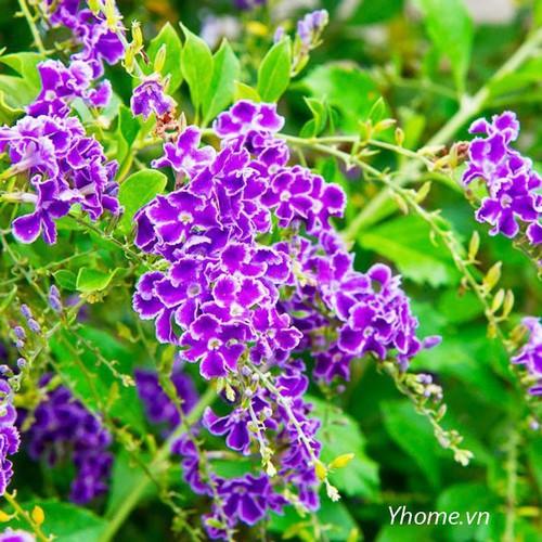 Cây chuỗi ngọc hoa tím - NCHCNTSD