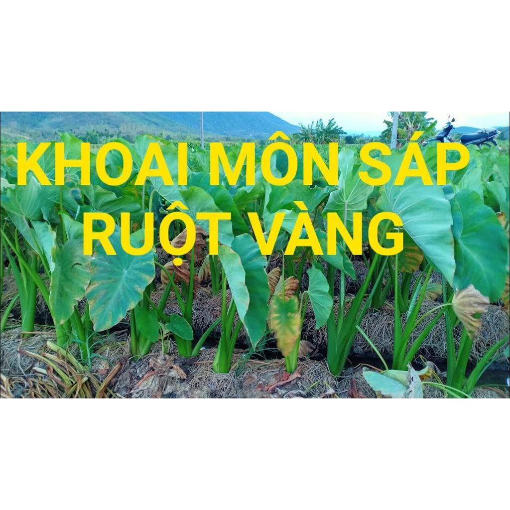Cây giống khoai môn sáp lòng vàng dẻo của người Dao - cây giống to, củ size mẹ