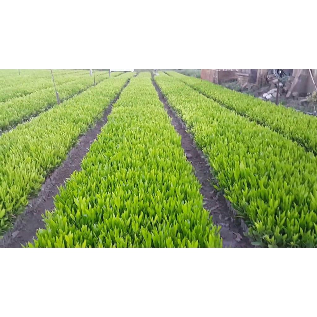 CÂY GIỐNG KEO LAI .