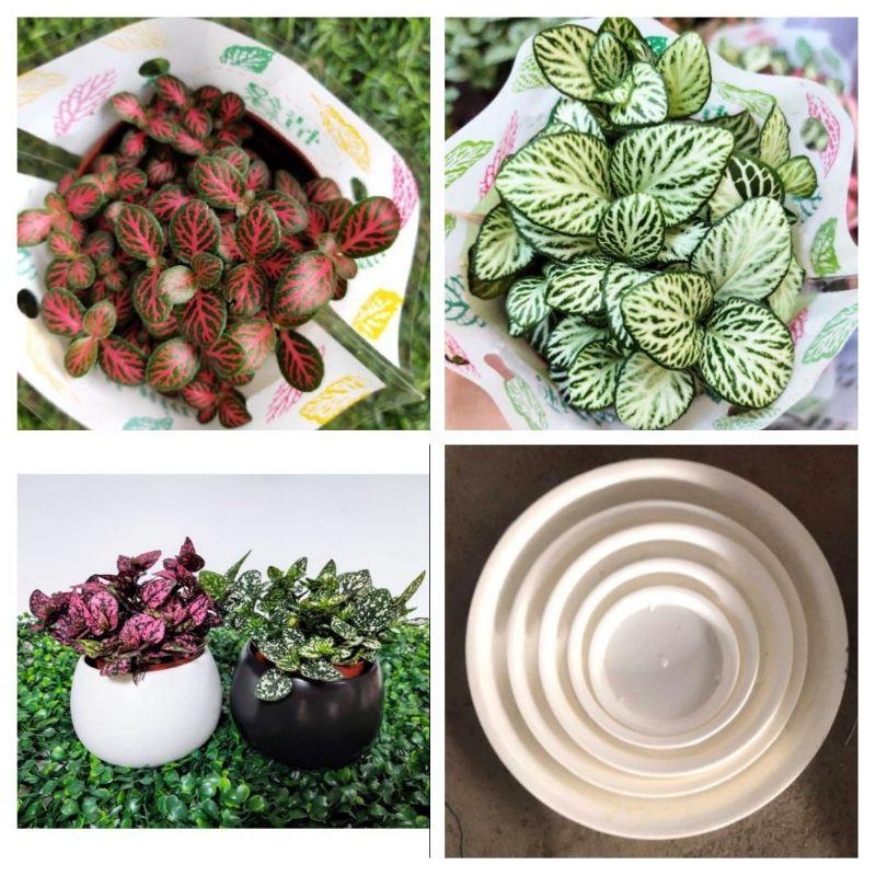 Combo chậu sứ trồng cây, sen đá, xương rồng khách chọn