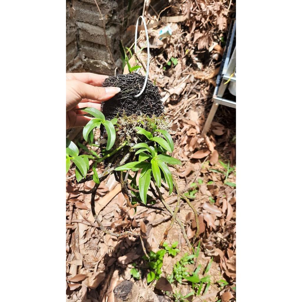 Hoa phong lan long tu xuân