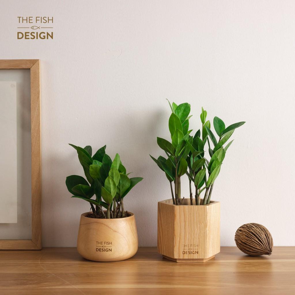 Chậu cây kim tiền | THE FISH DESIGN SIZE M ( trang trí nhà cửa, để bàn làm việc,...)