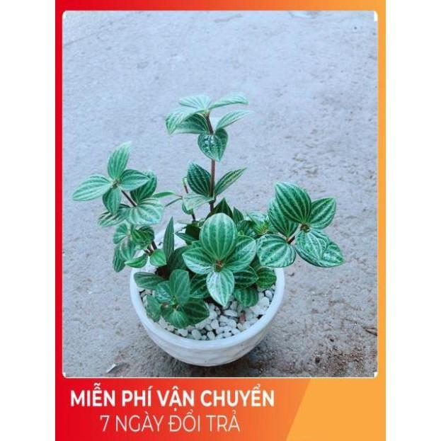 Chậu Cây Kim Cương Hột Xoàn