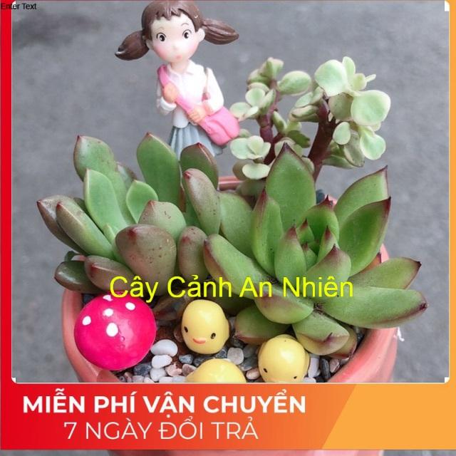 Chậu sen đá tiểu cảnh