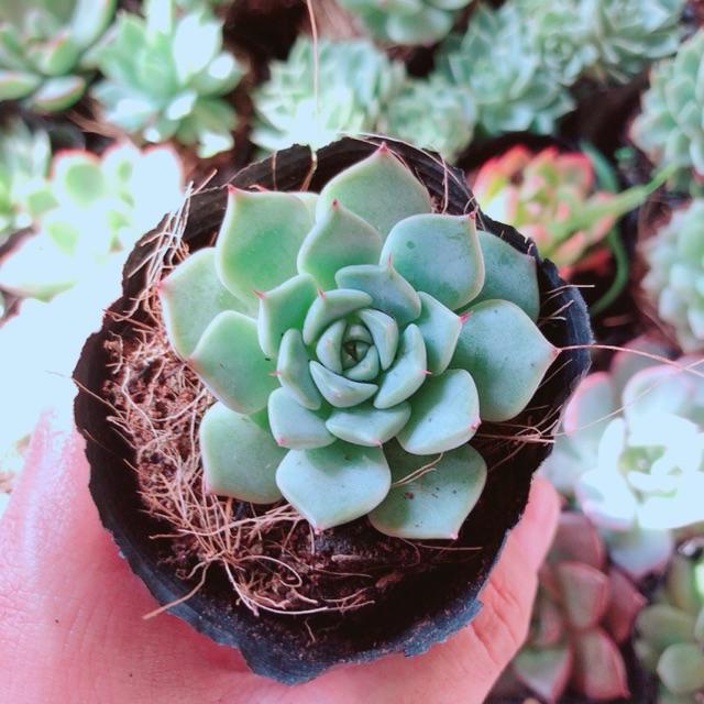 Combo 10 cây sen đá