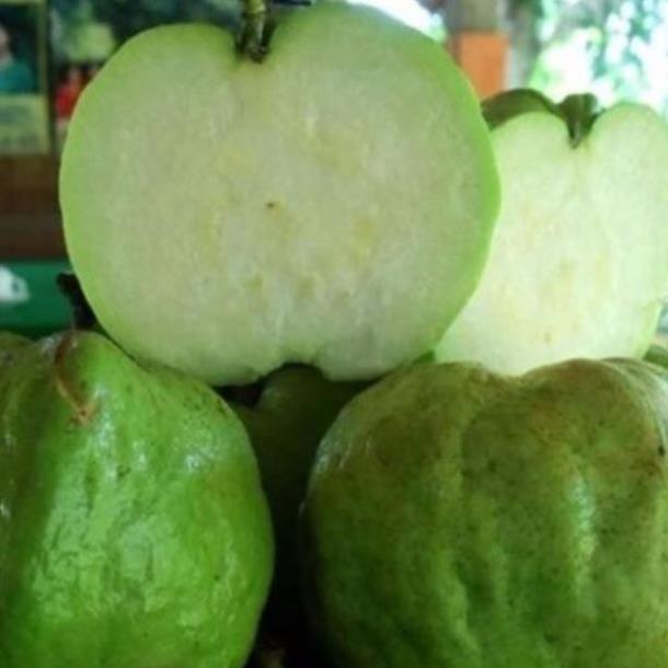Cây ổi nữ hoàng mau cho trái