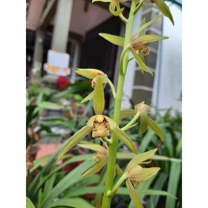 Chậu ĐỊA LAN HOÀNG ĐIỂM CỔ