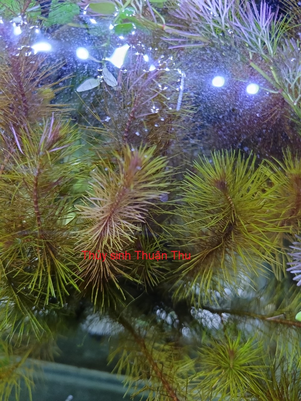 Cây Luân Thảo Đỏ lá nước - Chỉ Đỏ - Cây cắt cắm thủy sinh dễ trồng không cần Co2