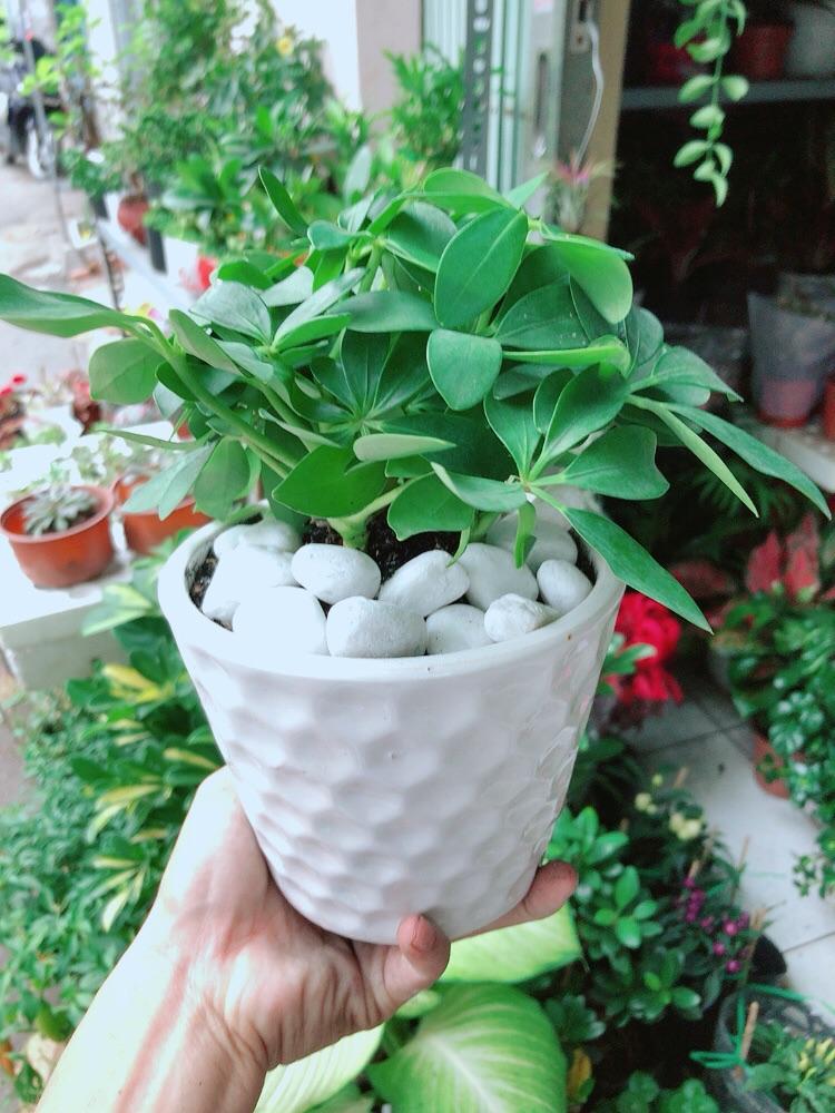 Chậu Cây Ngũ Gia Bì