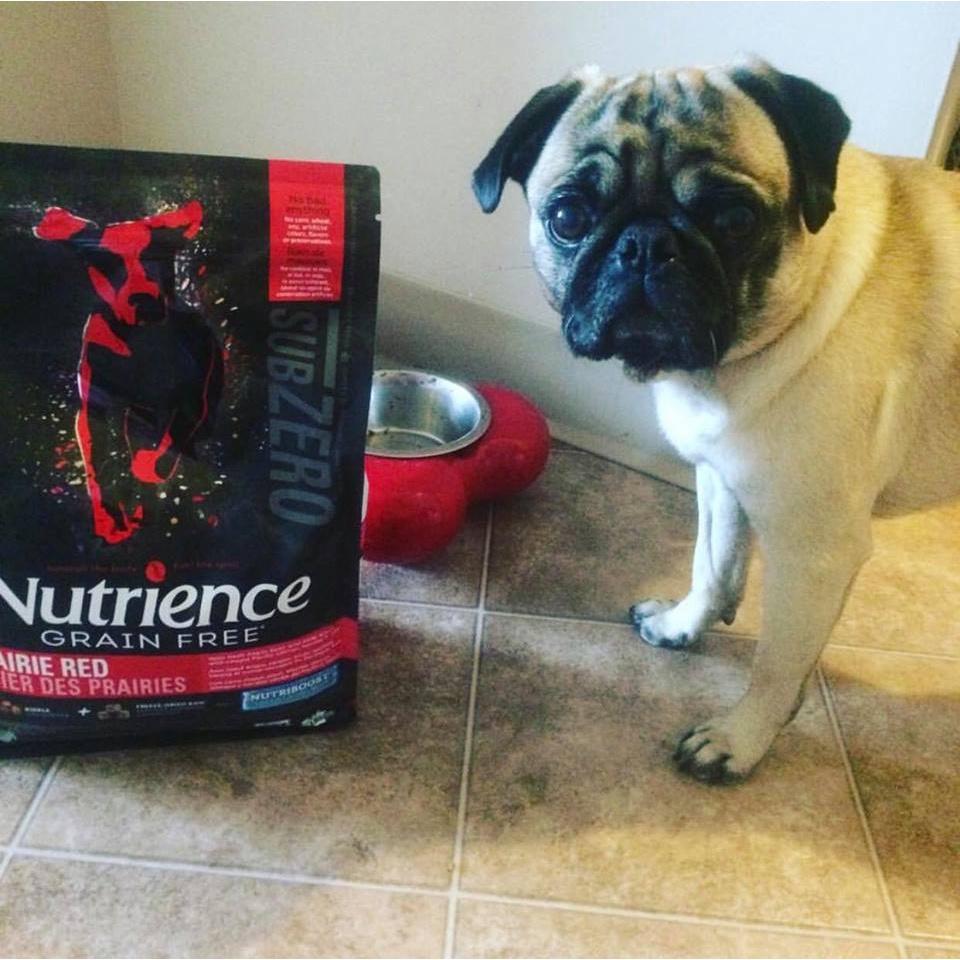 Thức Ăn Hạt Cho Chó Bulldog Nutrience Subzero Bao 500g Xương Cơ Khớp, Mượt Lông - 6 Loại Thịt Cá, Rau Củ, Trái Cây