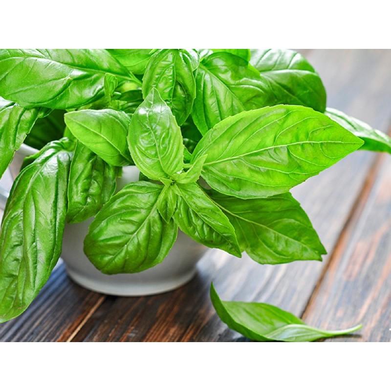 Hạt giống Húng Tây Ngọt Basil - Gia vị âu