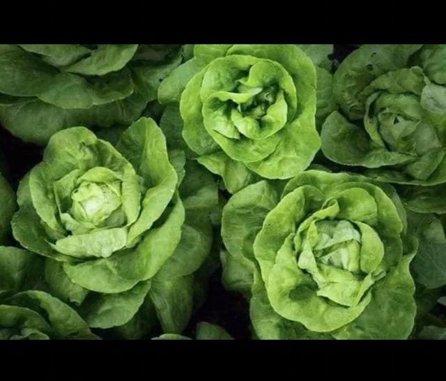 Hạt giống xà lách đăm cuộn