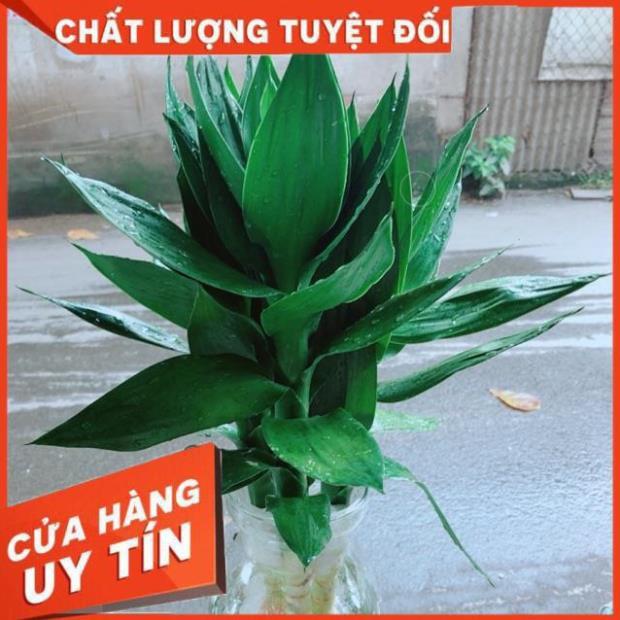 Chậu Trúc Phát Tài Thuỷ Sinh