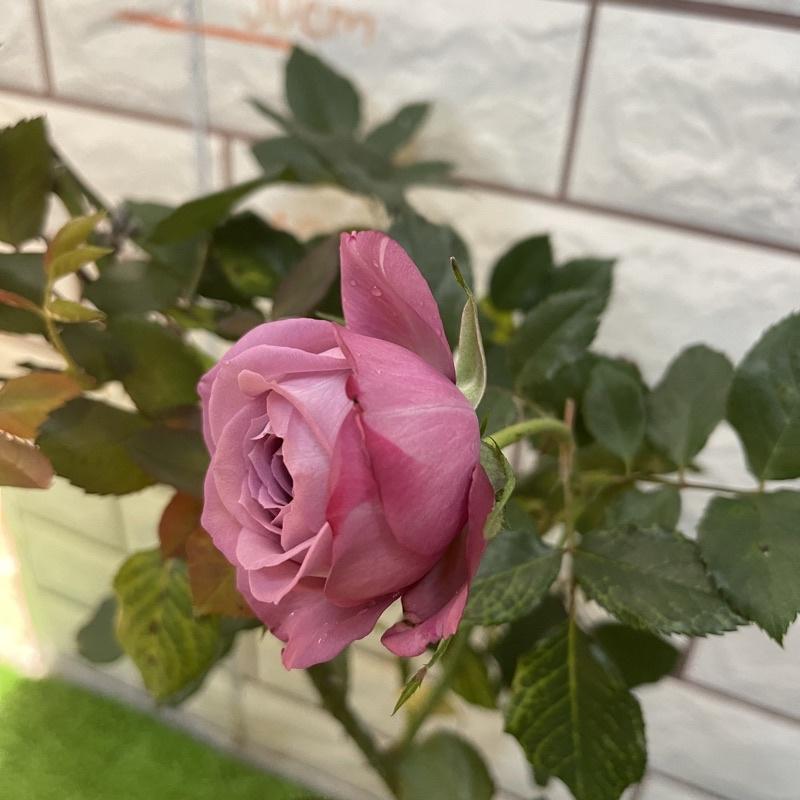 Hoa hồng ngoại tím Purple Tezza , thơm đậm - cây giống rễ trần