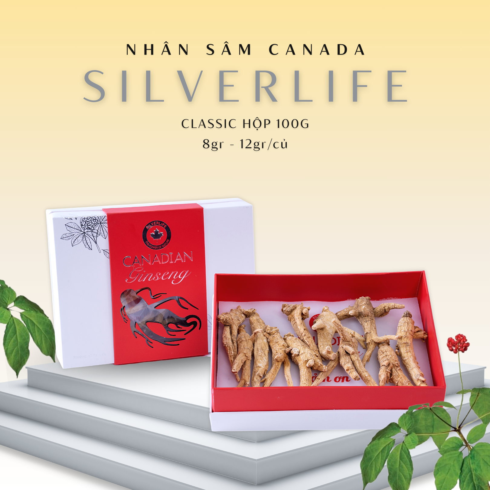 Nhân sâm khô Canada SilverLife Classic | Nhân sâm khô nguyên củ | Nhân sâm Canada chính gốc nguyên chất 100%